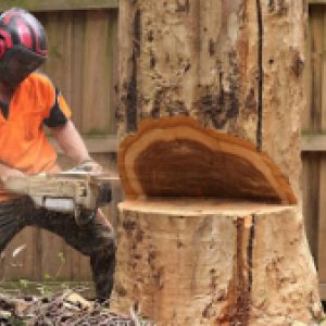 Photo of Melbourne Tree Company