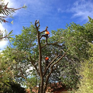 Photo of Trav's Tree Services