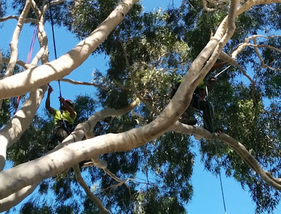 Photo of Eucalyptus Tree Services Melbourne
