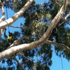 Photo of Eucalyptus Tree Services Melbourne