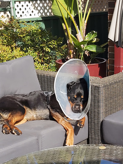 SASH - Small Animal Specialist Hospital - North Ryde
