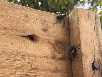 Photo of Mr Pest Controller Melbourne