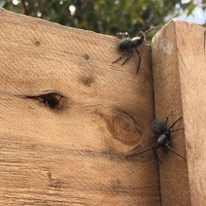 Photo of Mr Pest Controller Melbourne