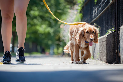 Melbourne Dog Trainers