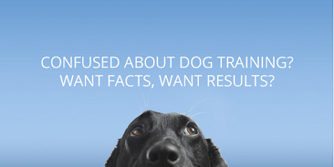 AUSDOG The Real Dog Trainer Melbourne