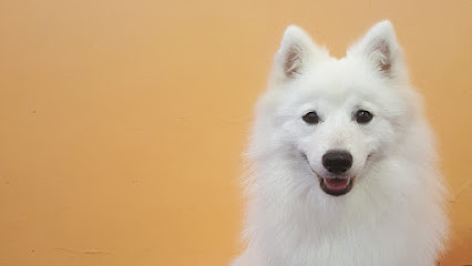 Spitz Groom