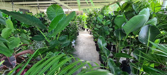 The Ruby Plants - Affordable Nursery Brisbane