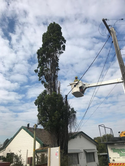 Darling Arbor tree services