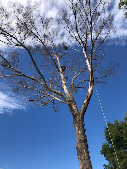 Safe Cut Tree Services ( NSW) PTY LTD