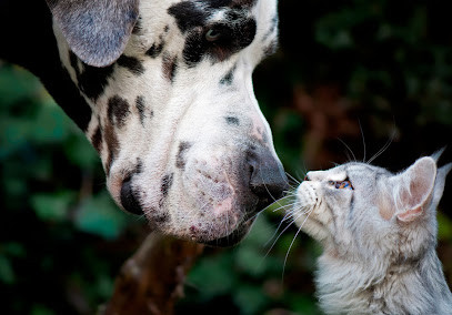 Brisbane Veterinary Emergency & Critical Care Service (BVECCS)