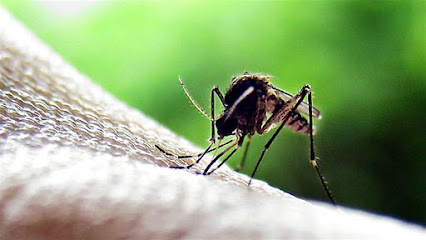 Photo of Pest Nett