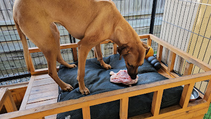 One on One Dog Training