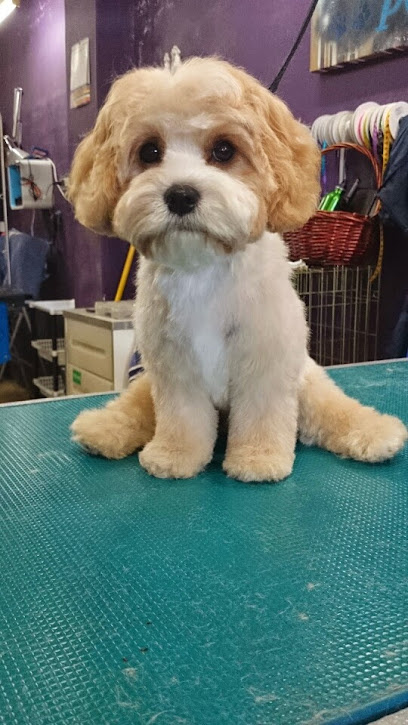 Photo of Four Paw