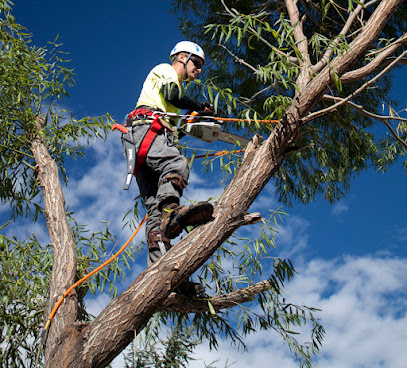 Photo of Mick's Tree Height Reduction & Shaping Services