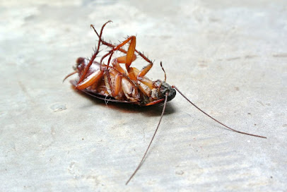 Photo of Border Pest Control