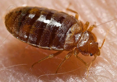 Pestpac Pest Control Albury Wodonga