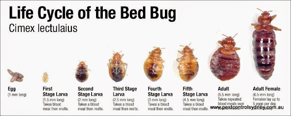 Pest Control Sydney NSW