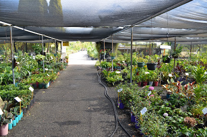 Advanced Nursery