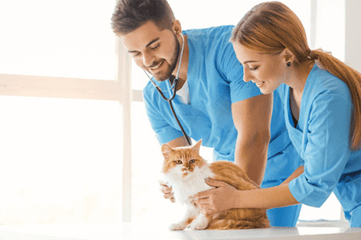 Photo of Perth Vet Care