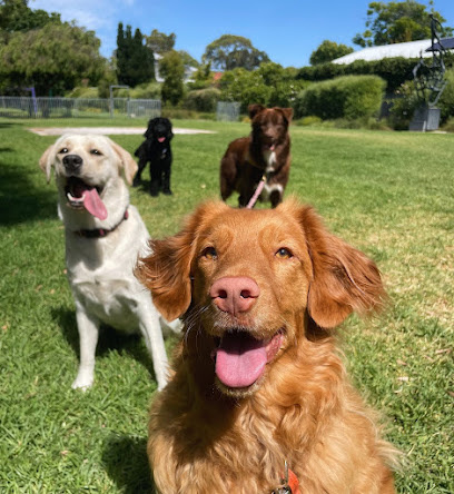 Photo of Cottesloe Dog Walkers