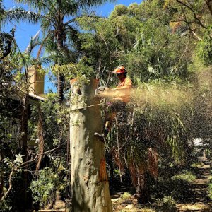 Photo of The Tree Firm