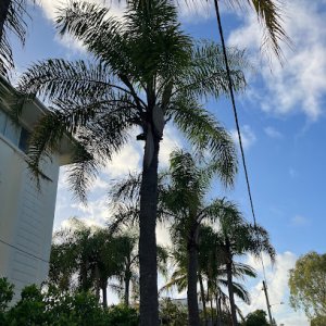 Photo of Tree Removal & Tree Loppers Perth