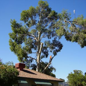 Photo of WA TreeWorks