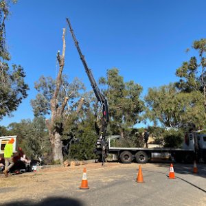 Photo of Perth Arbor Services