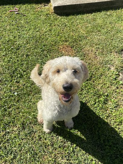 Photo of Kizuna Canine: Southern Sydney Dog Training