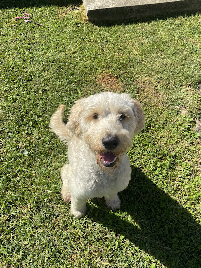 Kizuna Canine: Southern Sydney Dog Training