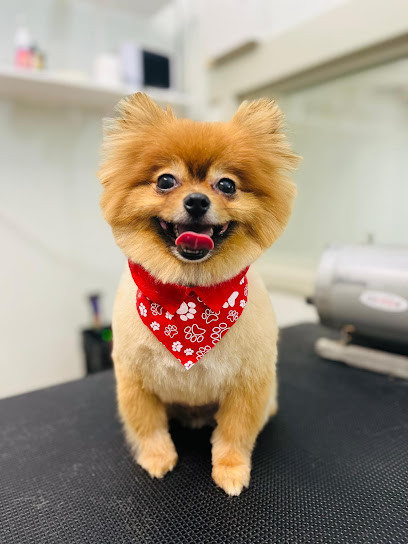 Gentle Paws Dog Grooming - North Perth