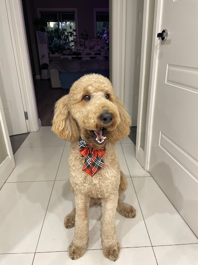 Pepper & Murphy's Dog Grooming Salon
