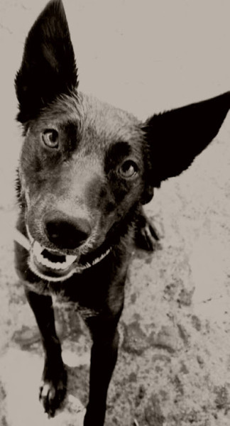 Pawsome Petsitting Adelaide