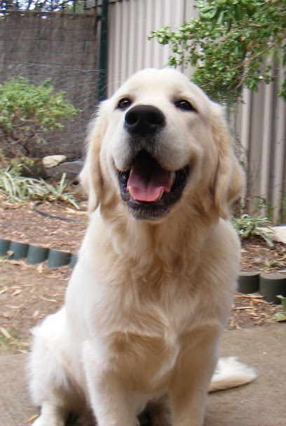 Photo of Simple Steps Dog Training Adelaide