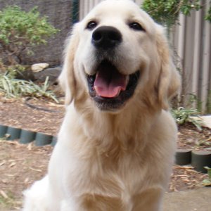 Photo of Simple Steps Dog Training Adelaide