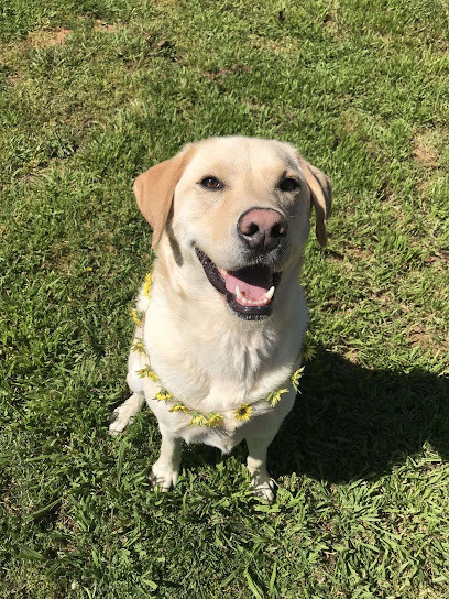 Pawfect Walks