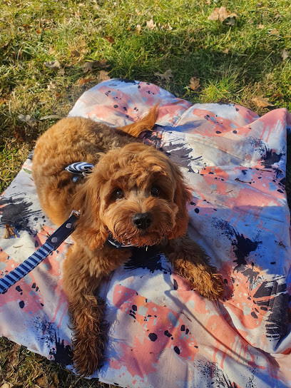 The Zen Den Dog Training