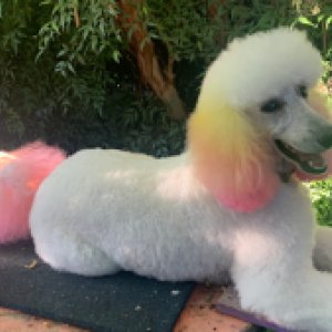 Photo of BarkRoyal Dog Day Spa & Day Care