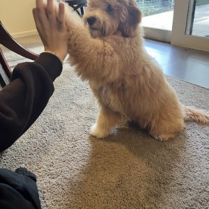 Photo of WOOOF Dog Grooming