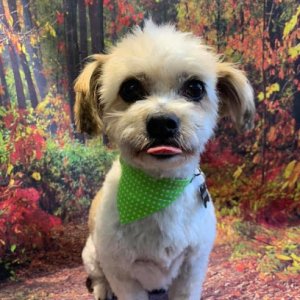 Photo of Central Bark Pet Styling