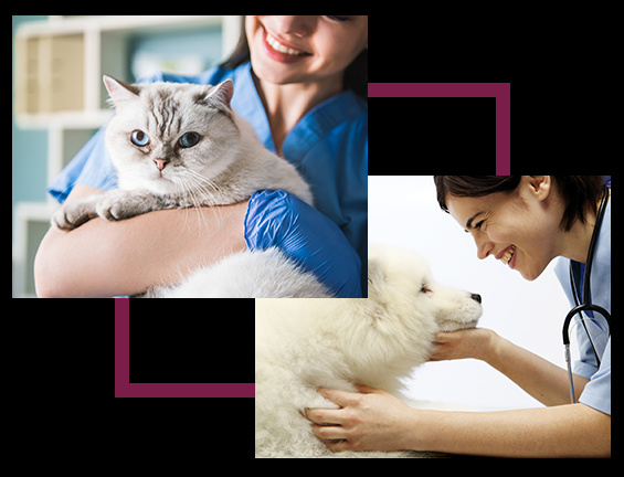 Photo of Keysborough Veterinary Practice