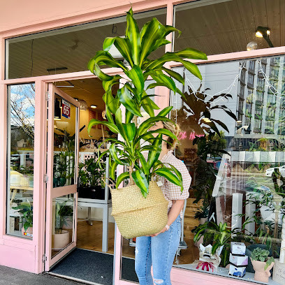 Oh Honey Plants