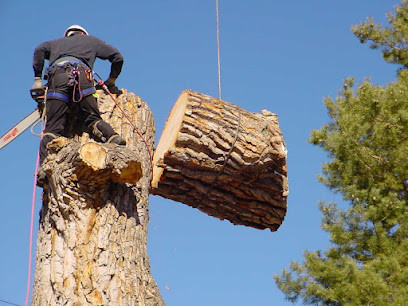 Branches Tree Service