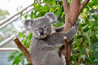 WILD LIFE Sydney Zoo