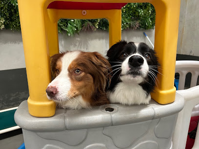 Paw Patrol Pet Care