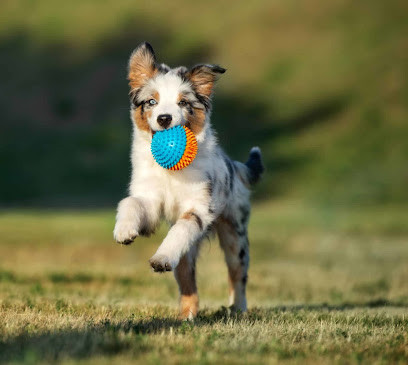 Concept Dog Training