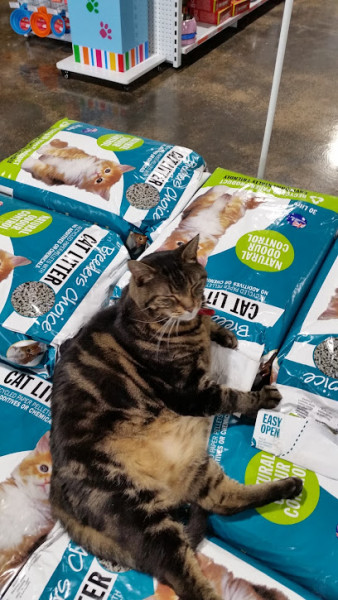 Petstock Corio