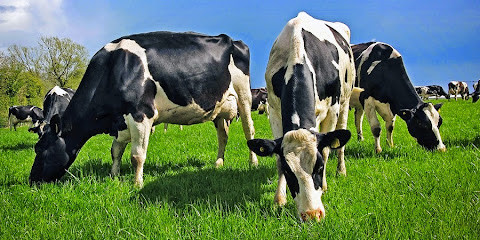 Ballarat Pet Farm Vet