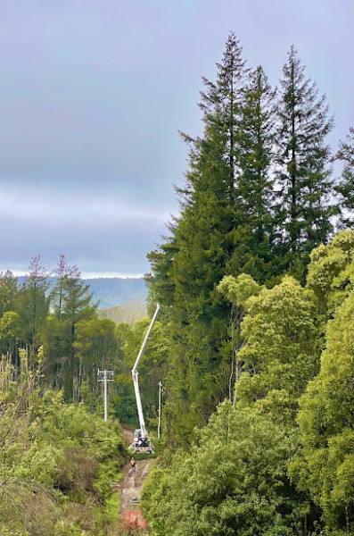 Tree Tech Management