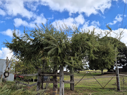 BALLARAT TREE FELLA